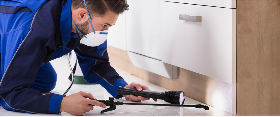 Harker Heights pest xpert removal